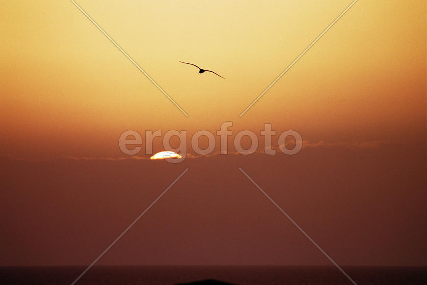 Лёгкость полёта в оттенках жёлтого