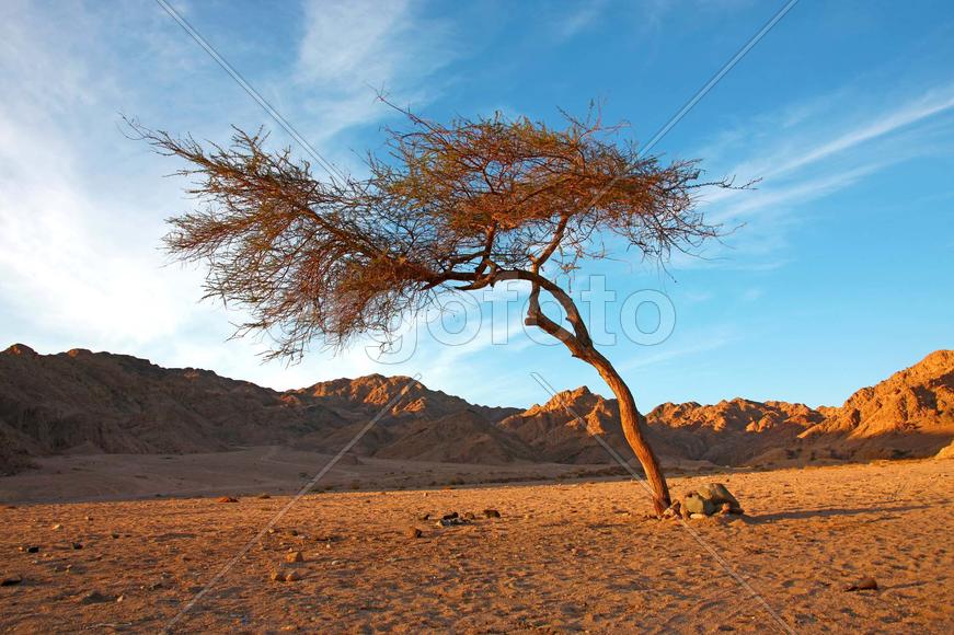 Одинокое дерево