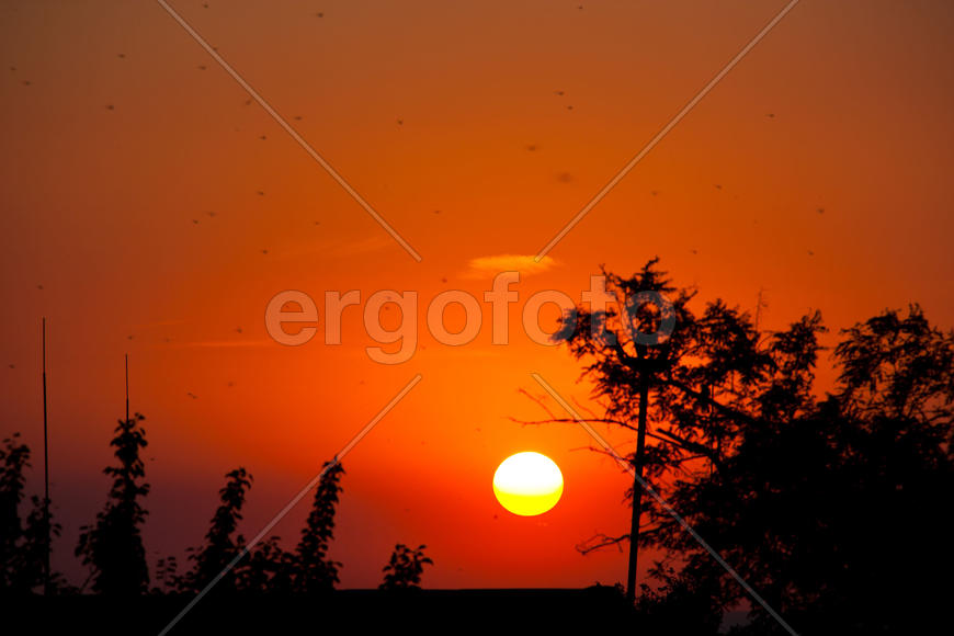 Летний вечер