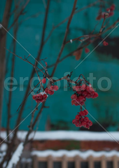 Лакомство снегирей