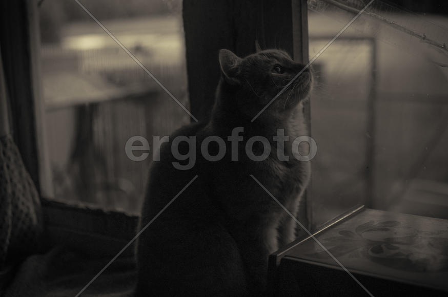 Кот. Дачные хроники.