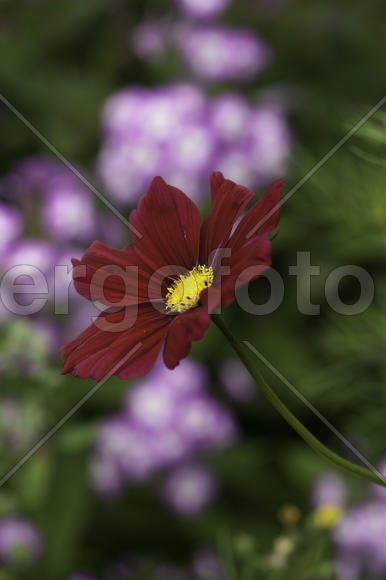 Цветок бордовый