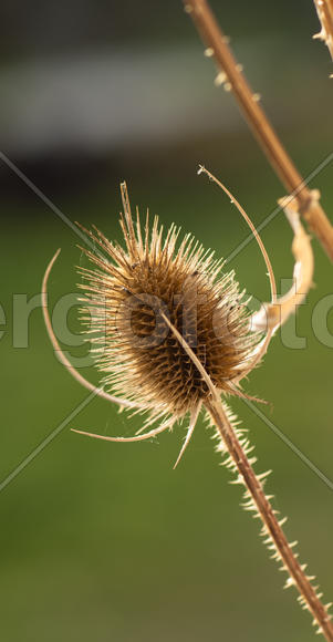 Сухой цветок