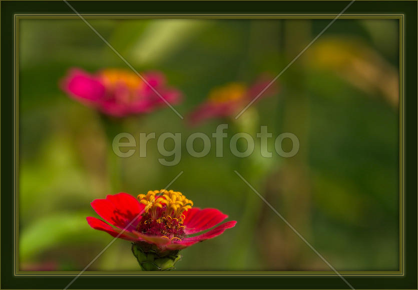 Красный контраст