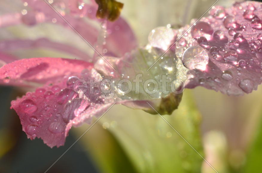 Роса и лепестки