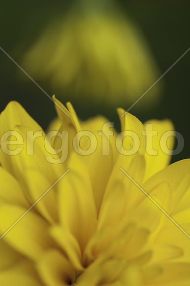 Желтый цветок