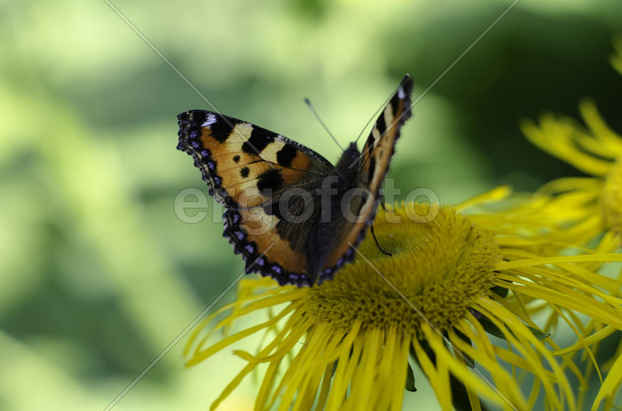 Бабочка на желтом цветке