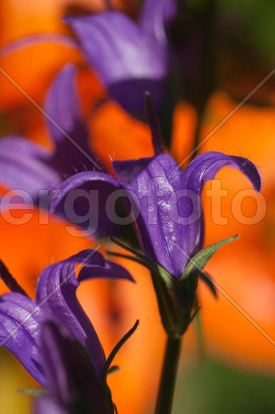 Колокольчики 