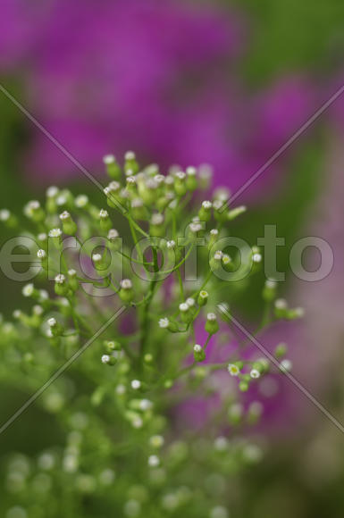 Розовый контраст