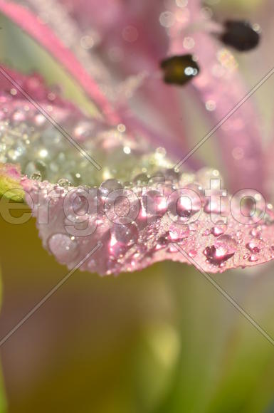 Розовое утро