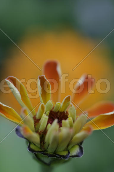 оранжевый контраст