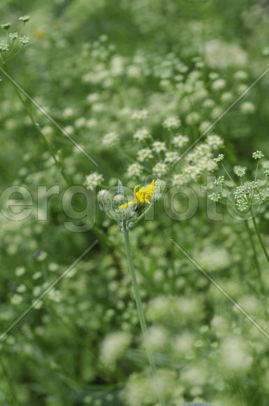 Затерявшийся желтый