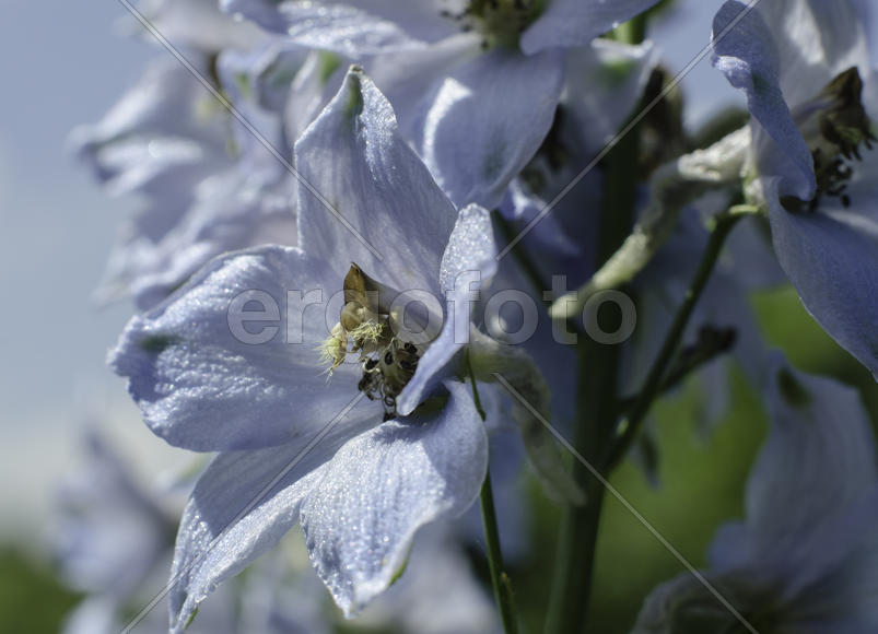 Голубой цветок