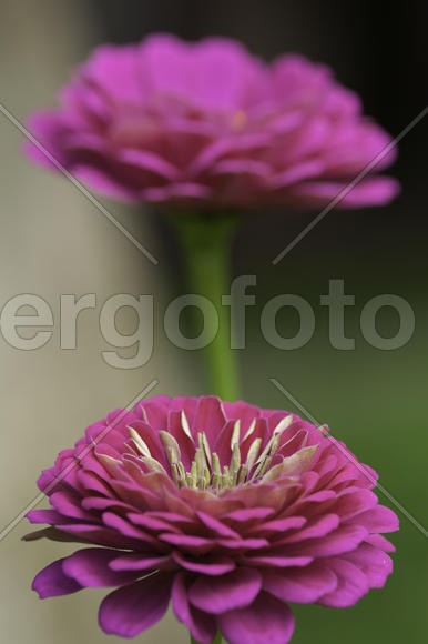 Розовый цветок