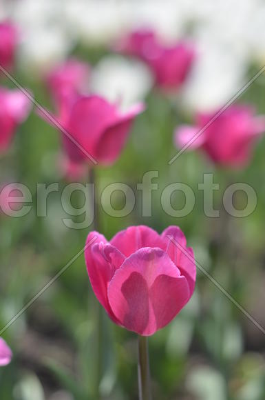 Розовый тюльпан