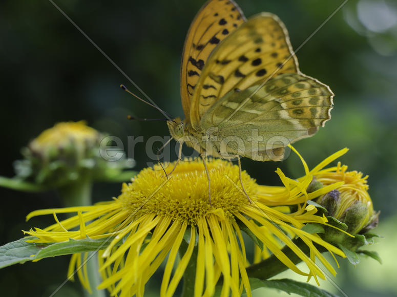 Оранжевая бабочка