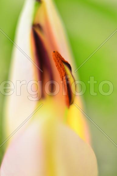 Раскрытие Лилии