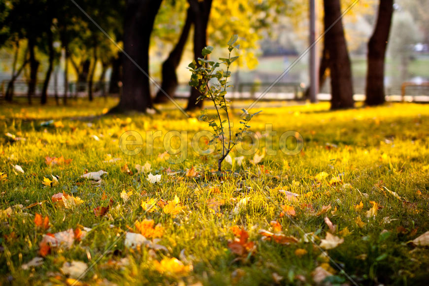 Осенний закат