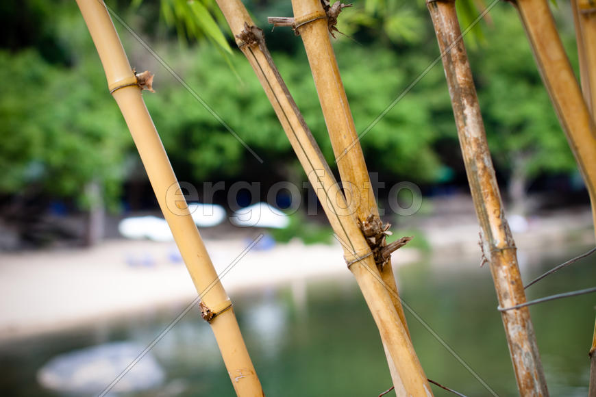 Бамбук дикотрастущий во Вьетнаме на берегу озера