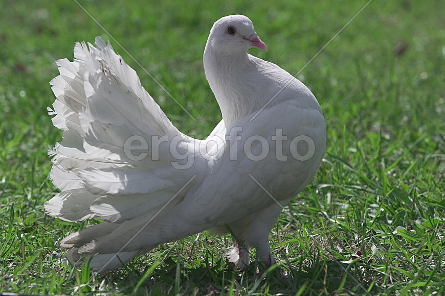 Белый голубь