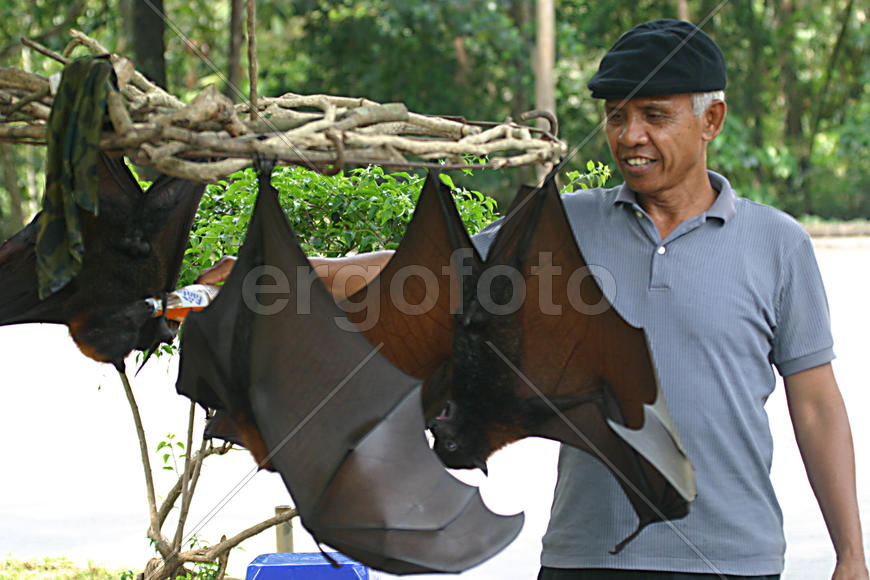 Человек и летучие мыши