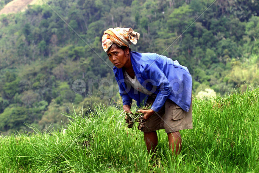 Женщина в поле