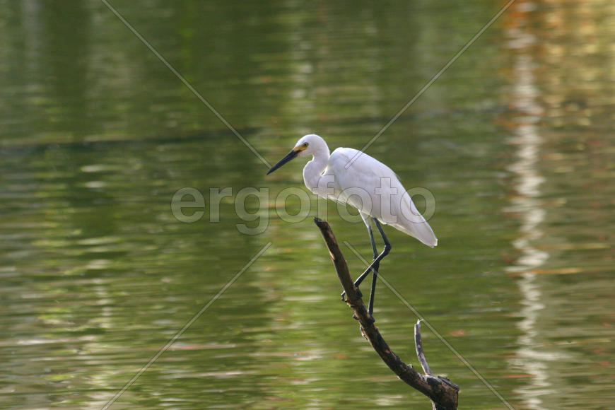 Белая птичка