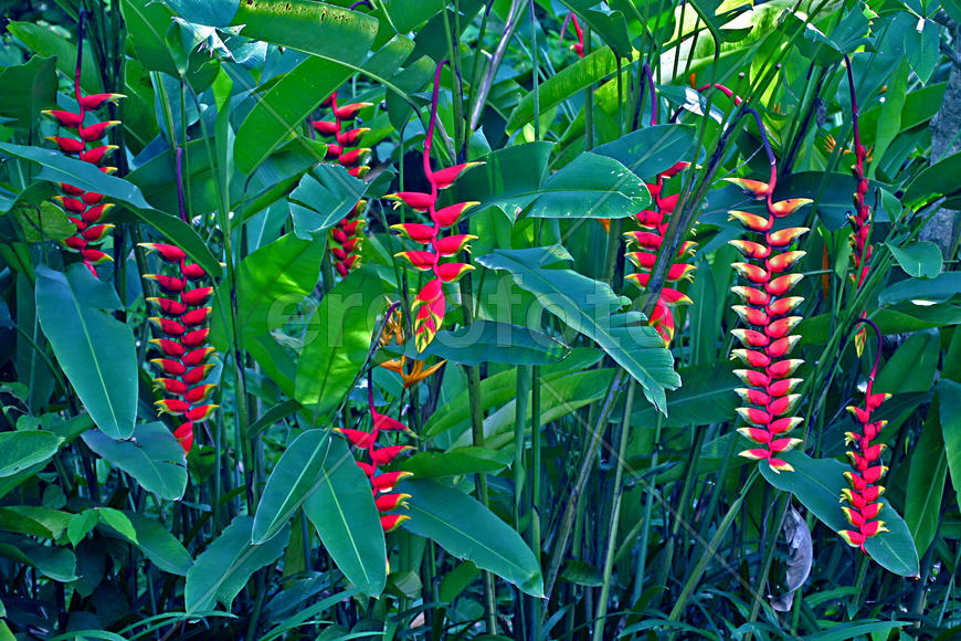 Красные цветочки