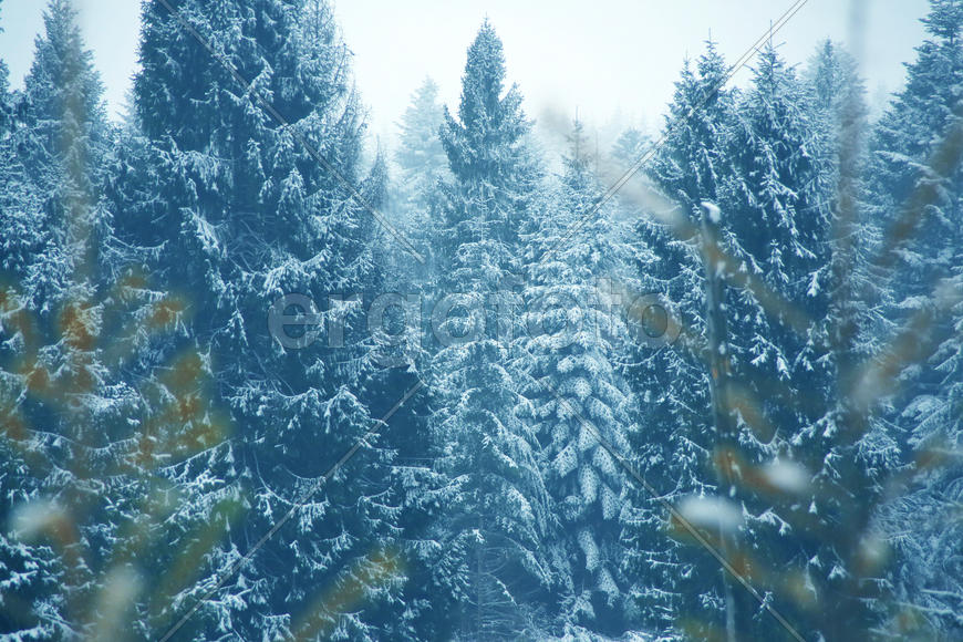 Карпаты. Природа