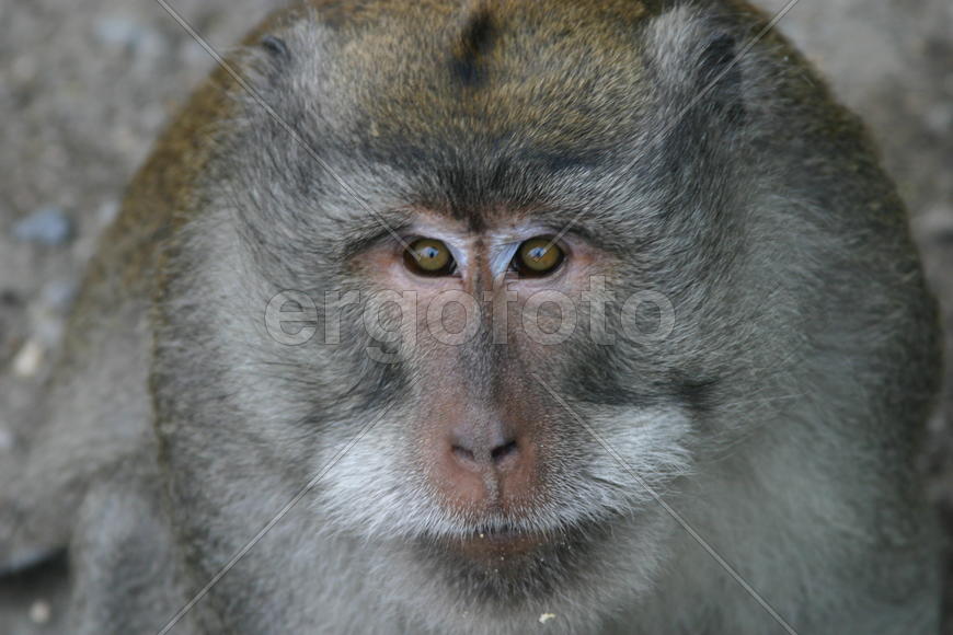 Пристальный взгляд обезьяны