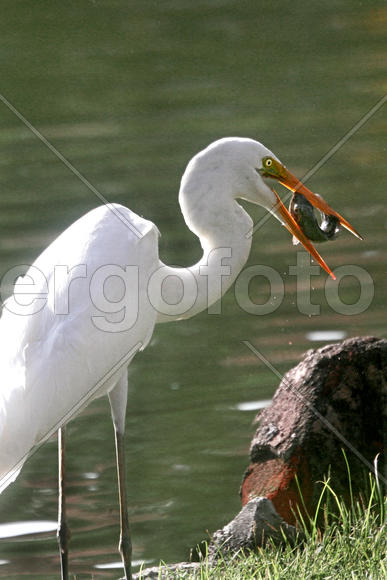 Цапля и рыба