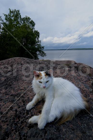 Кошка лежит