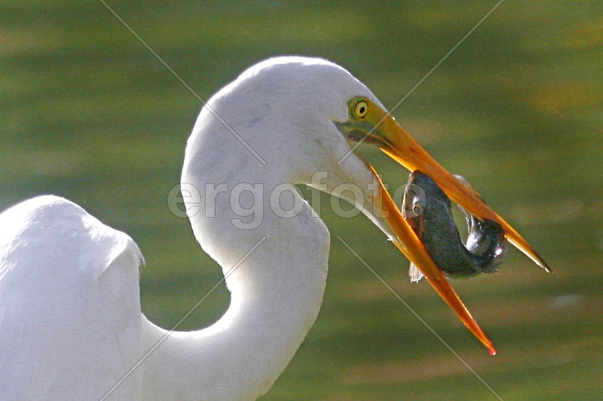 Цапля и рыба