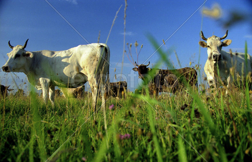 Солнышко пригрело