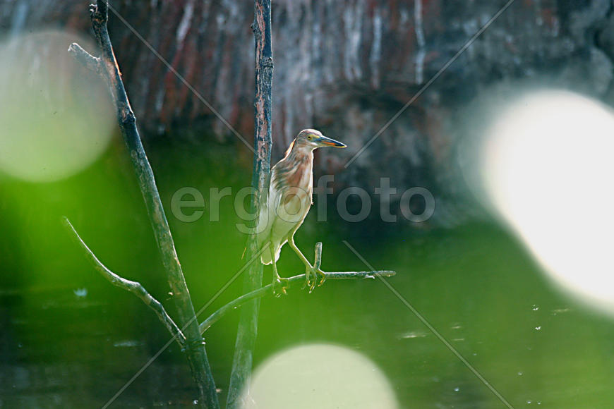 Птица среди воды