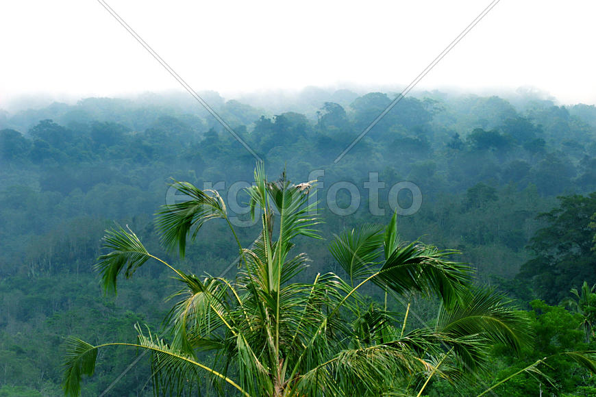 Красивый вид на острове Бали