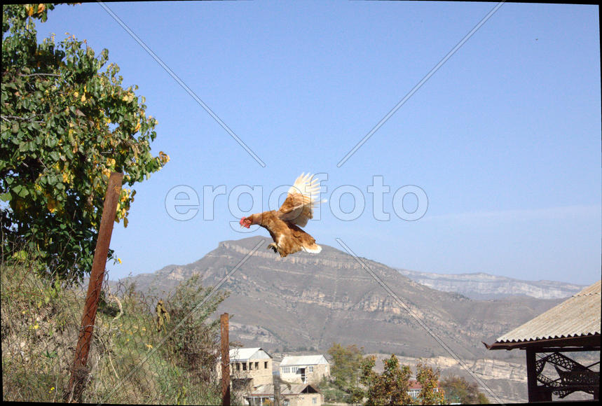 Полет птицы