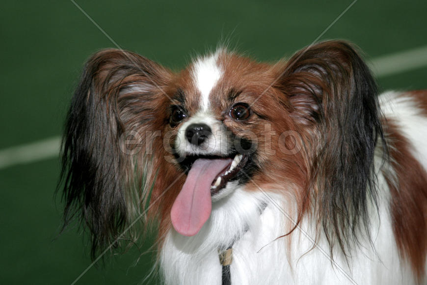 Собачка с ушами