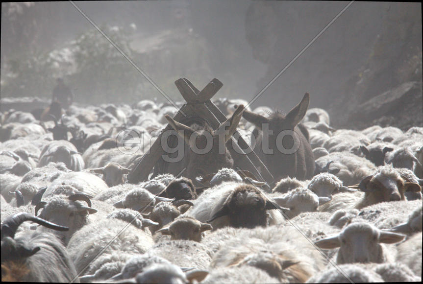 Стадо овец и ослы