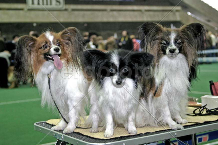 Три милые собачки