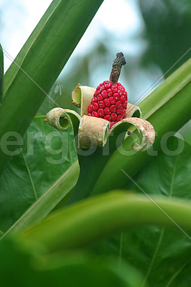 Необычный цветок