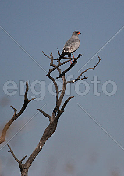Птица на ветке