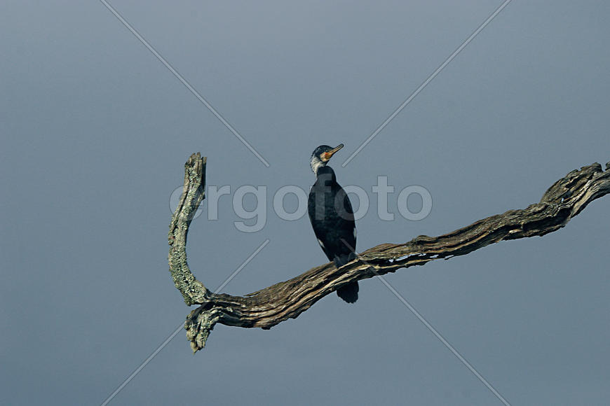 Птица на ветке