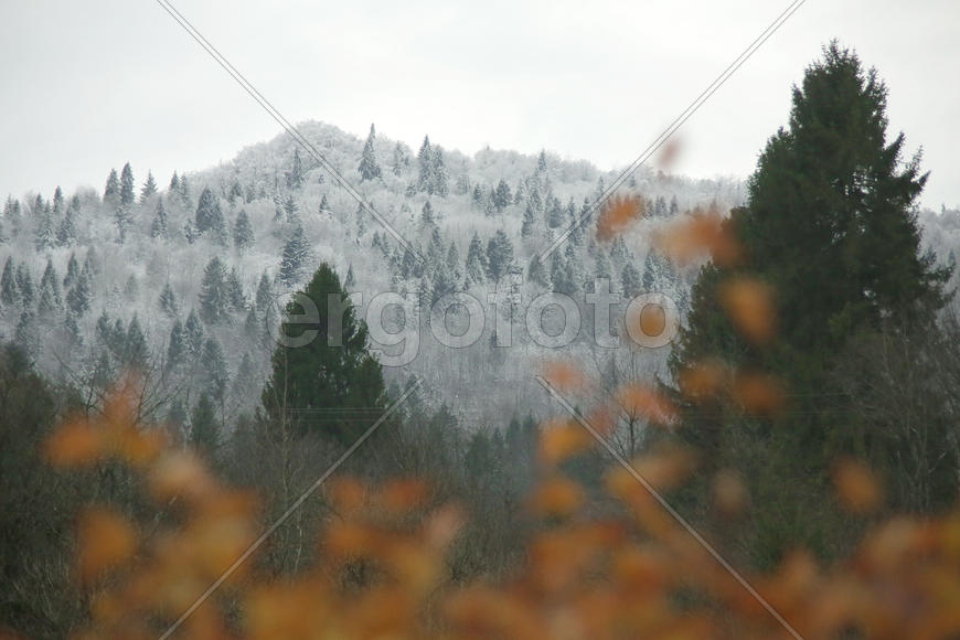 Карпаты. Природа