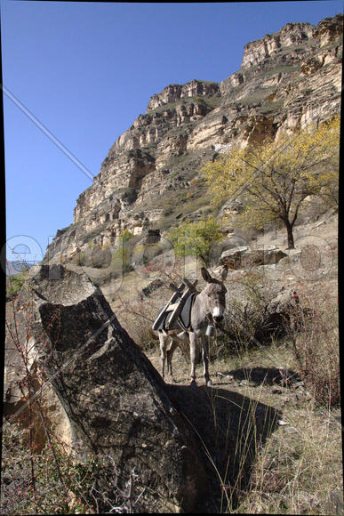 Одинокий осел