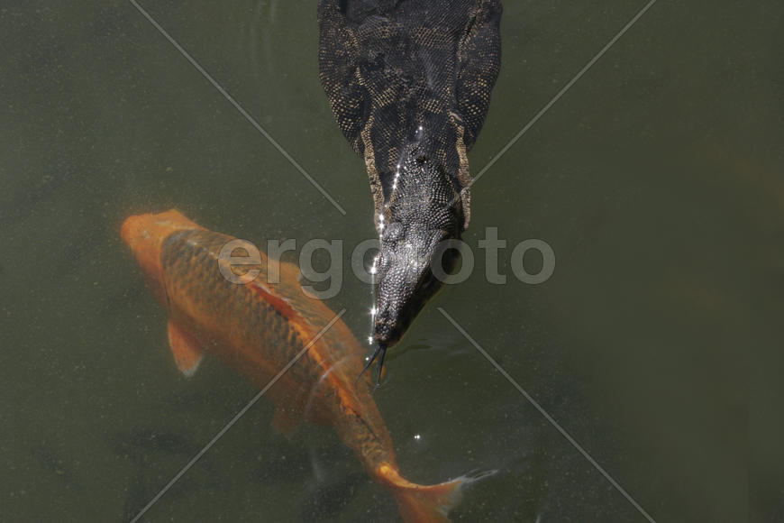 Показывает язык