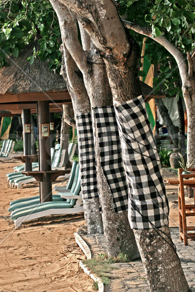 Деревья на пляже Бали