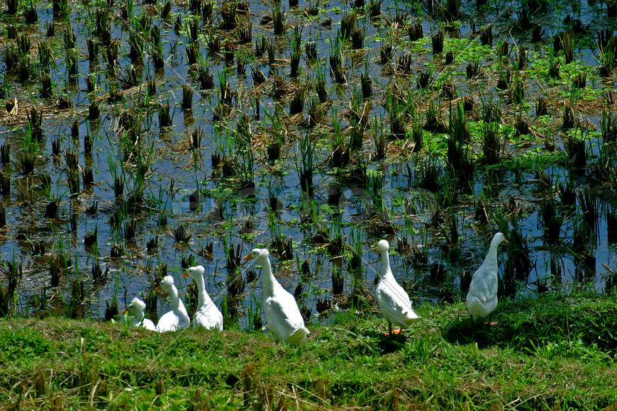 Живая природа Бали