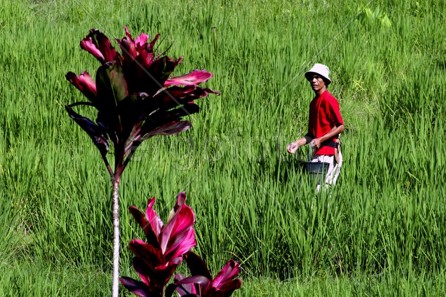 Зеленое поле