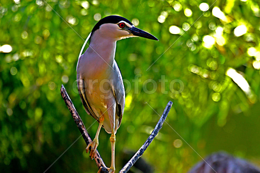 Гордая птичка